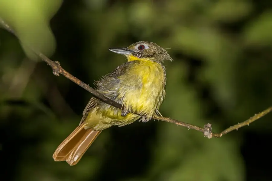 La carte Bulbul moustac