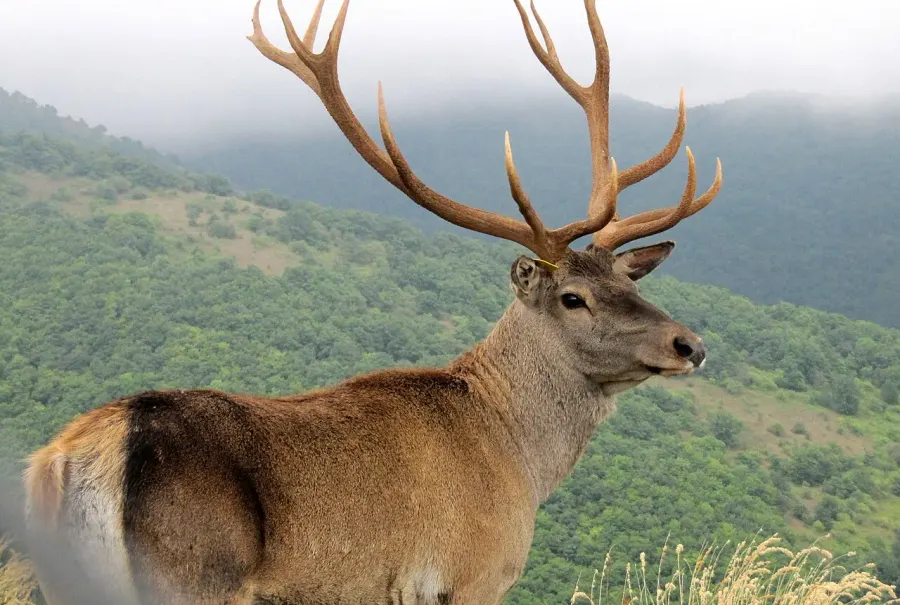 The Caspian red deer card