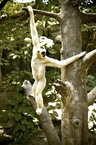 La carte Arboricole