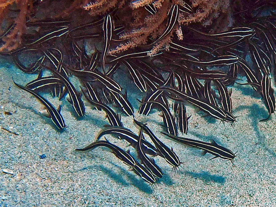 La carte Plotosus lineatus