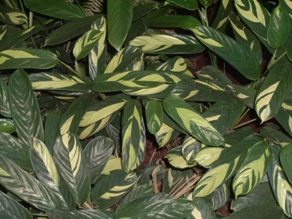 La carte Maranta arundinacea