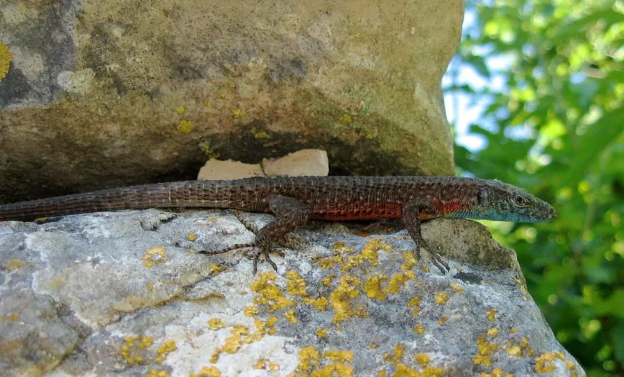 The Blue-throated keeled lizard card