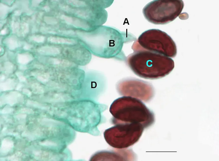 The Basidium card