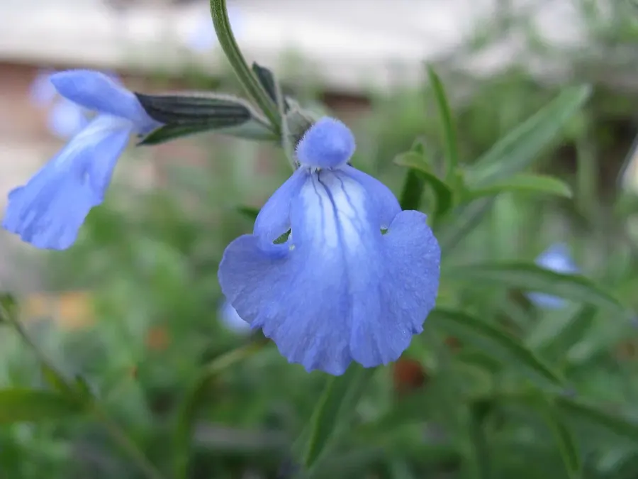 La carte Salvia azurea