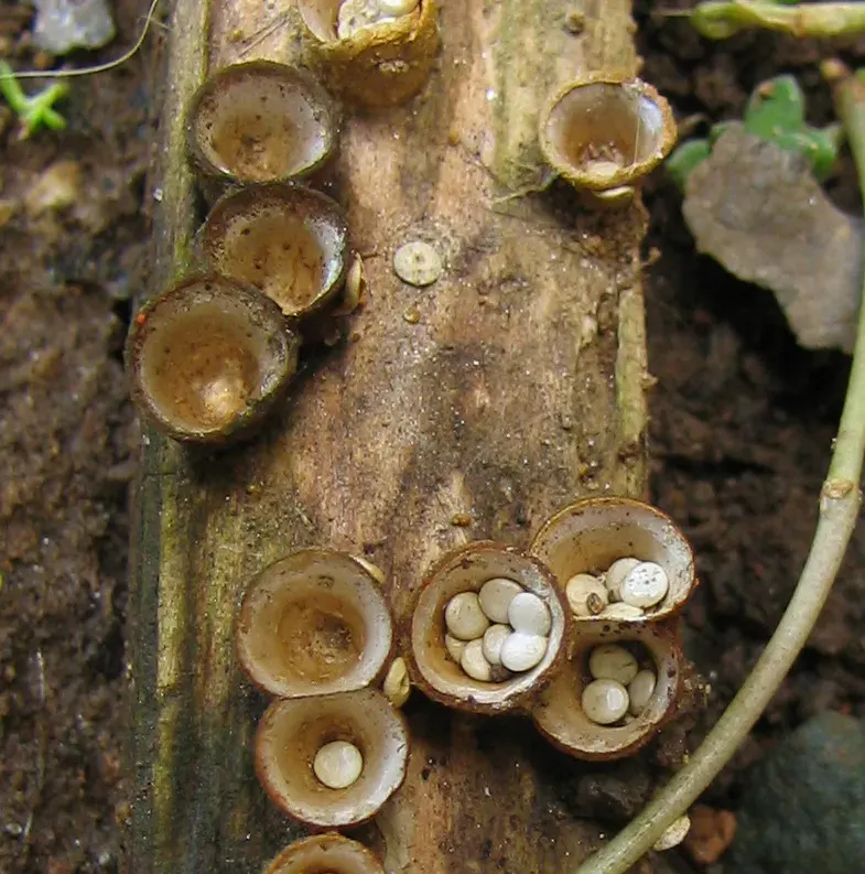 La carte Nidulariaceae