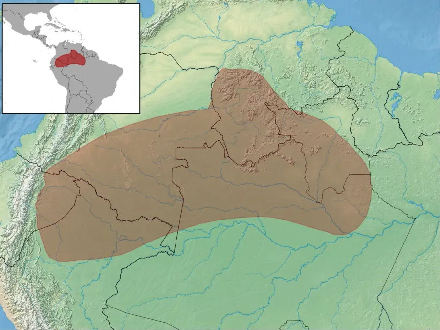 La carte Proechimys quadruplicatus