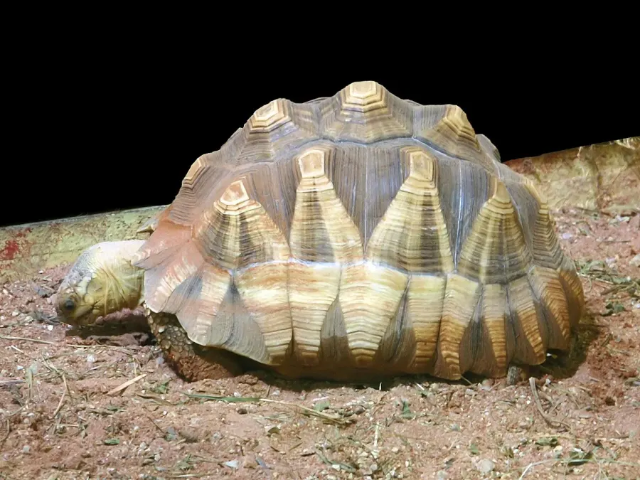 La carte Astrochelys yniphora