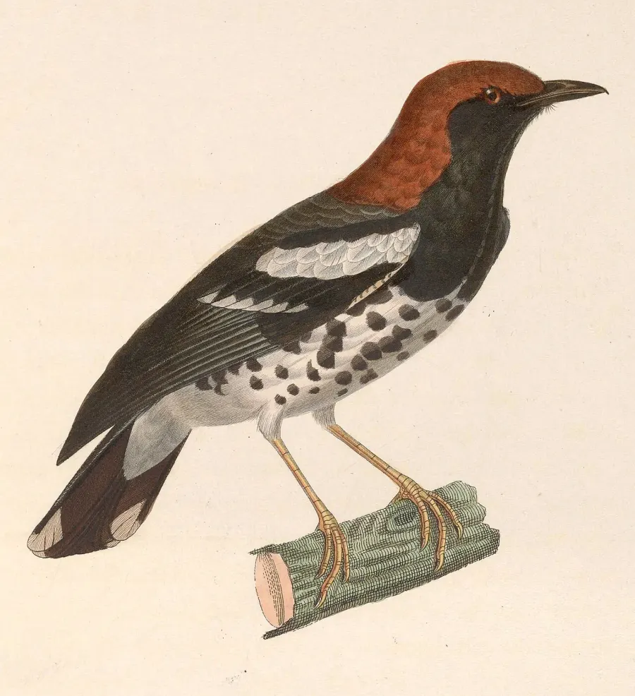 The Chestnut-capped thrush card