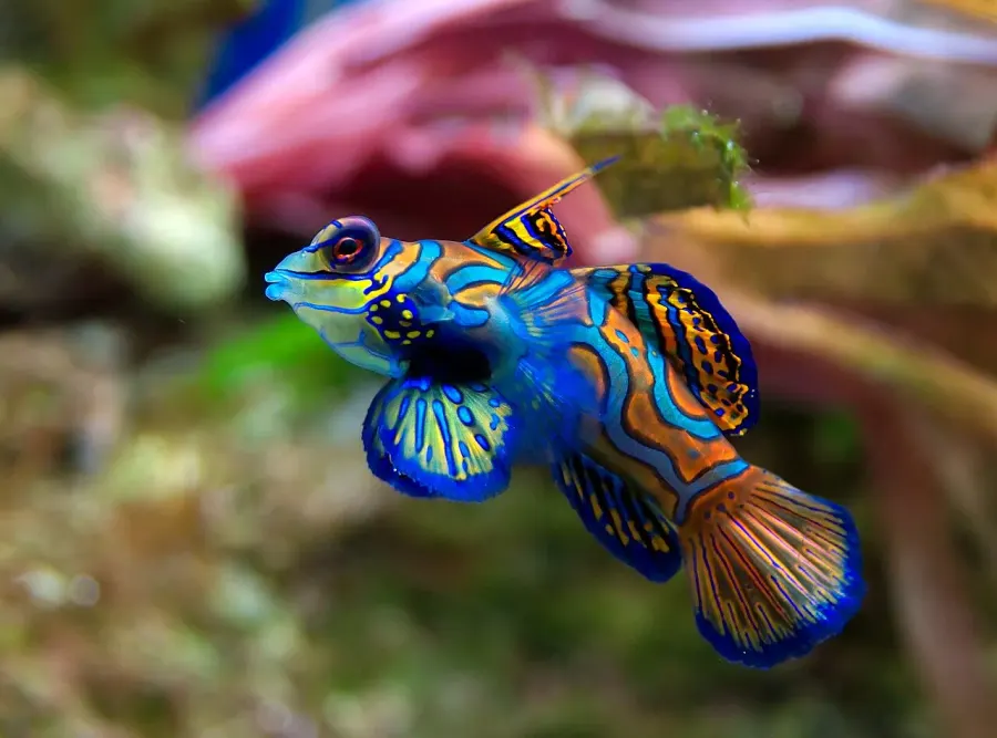 La carte Synchiropus splendidus