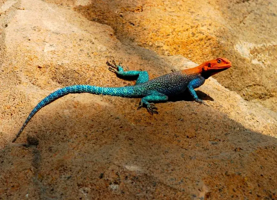La carte Agama agama