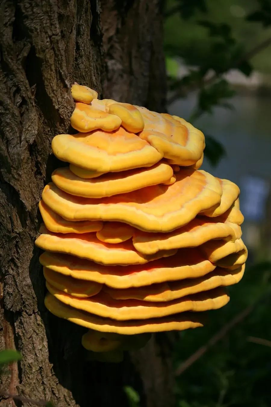 La carte Polypore soufré
