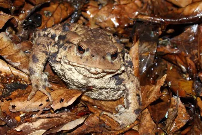 The Bufo eichwaldi card