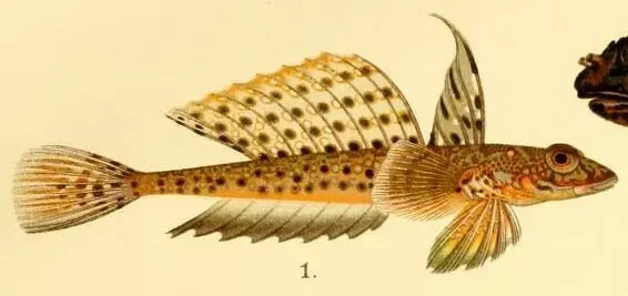 La carte Callionymus maculatus