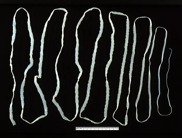La carte Taenia saginata