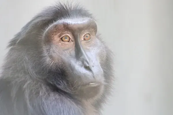 La carte Macaca hecki