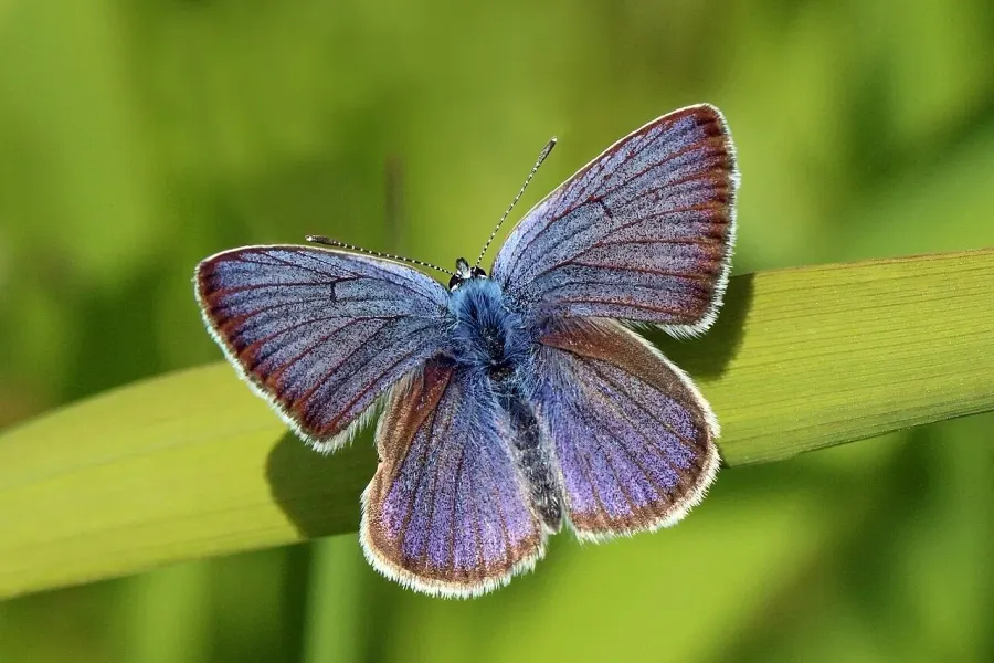 La carte Azuré des anthyllides