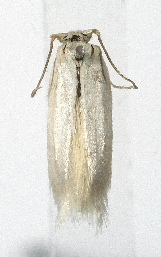La carte Opostegidae