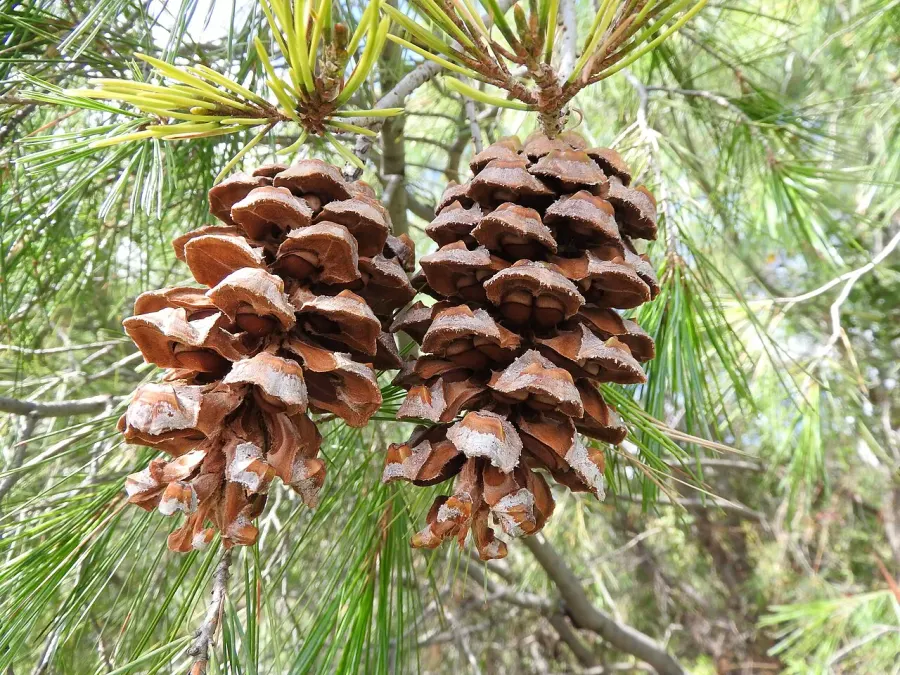 La carte Pinus pinceana