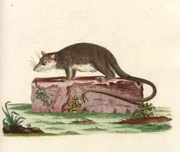 La carte Caluromyinae