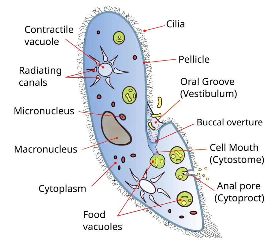 The Cytostome card