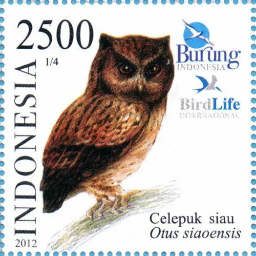 The Siau scops owl card