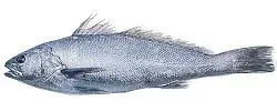 La carte Argyrosomus