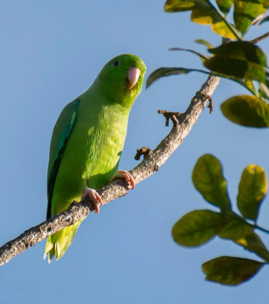 The Green-rumped parrotlet card