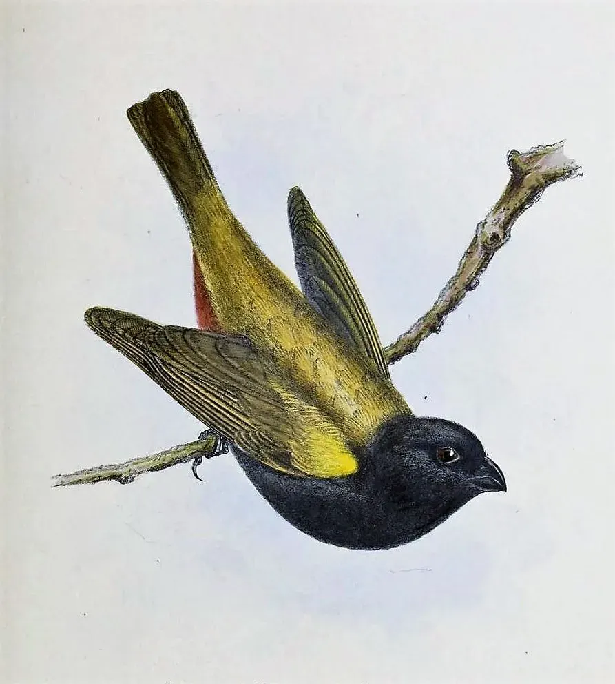 The Yellow-shouldered grassquit card