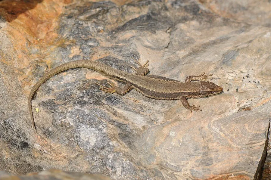 The Aurelio's rock lizard card