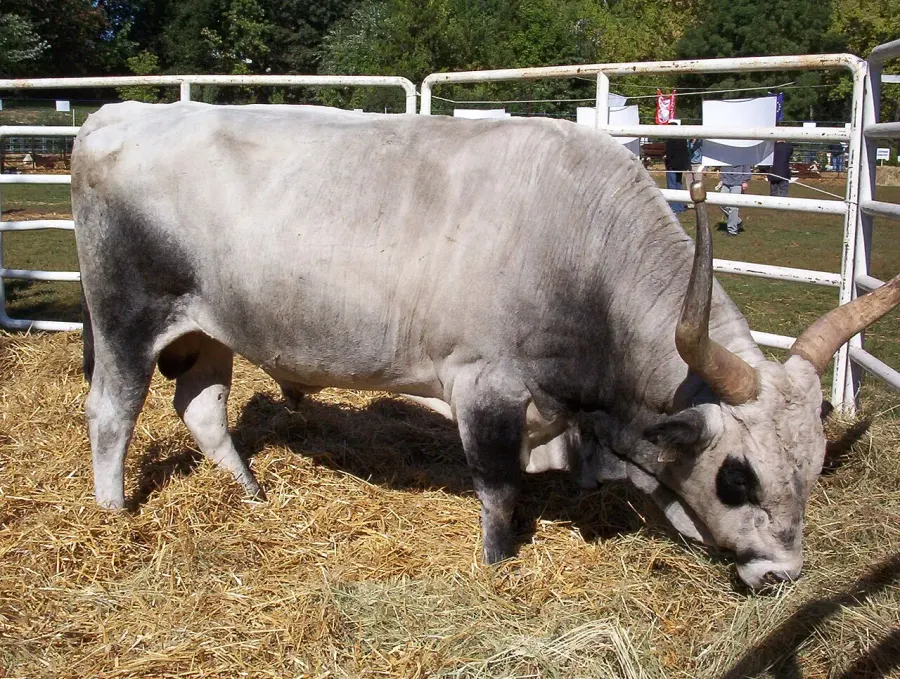 La carte Bœuf gris de Hongrie