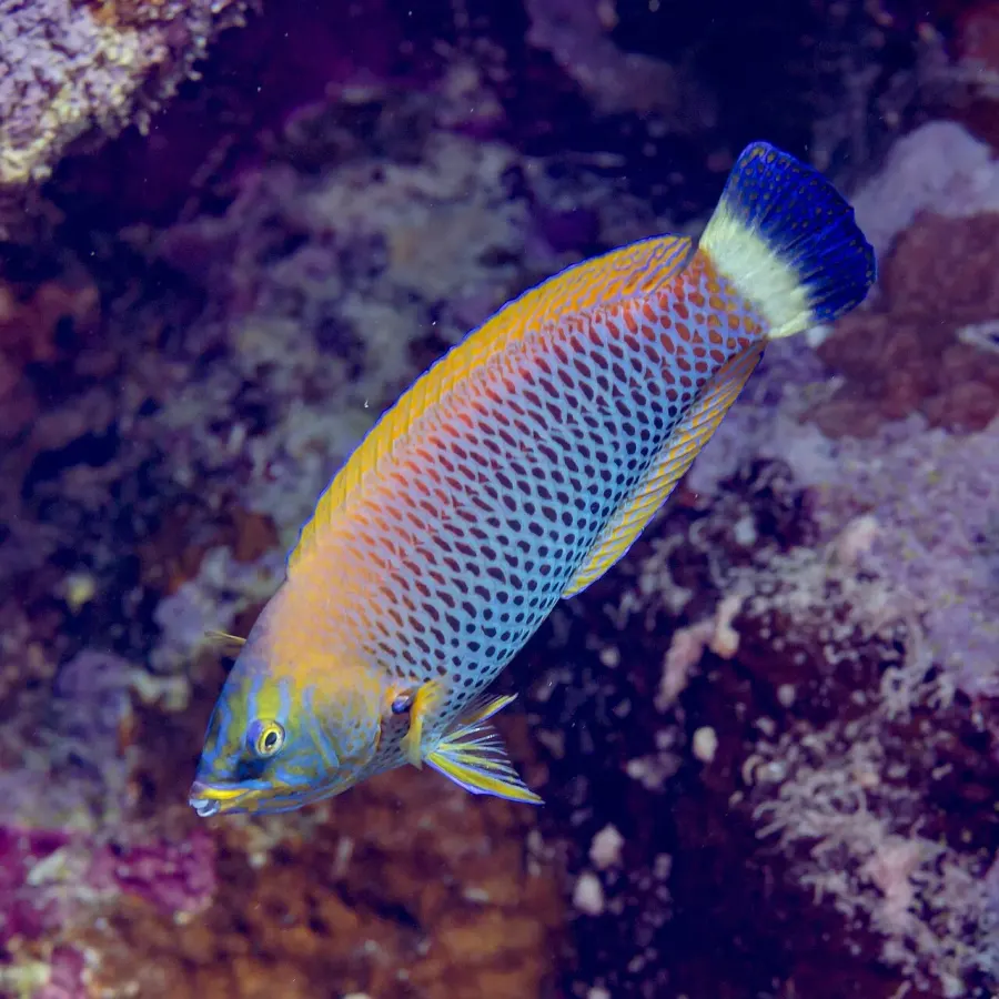 The Chiseltooth wrasse card