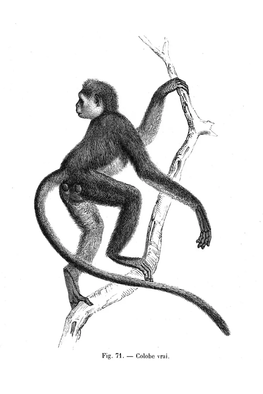 La carte Procolobus verus