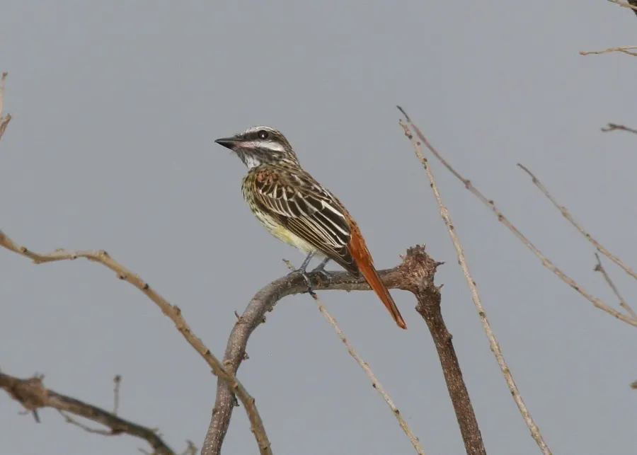 The Sulphur-bellied flycatcher card
