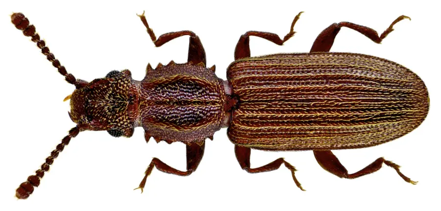 The Oryzaephilus surinamensis card