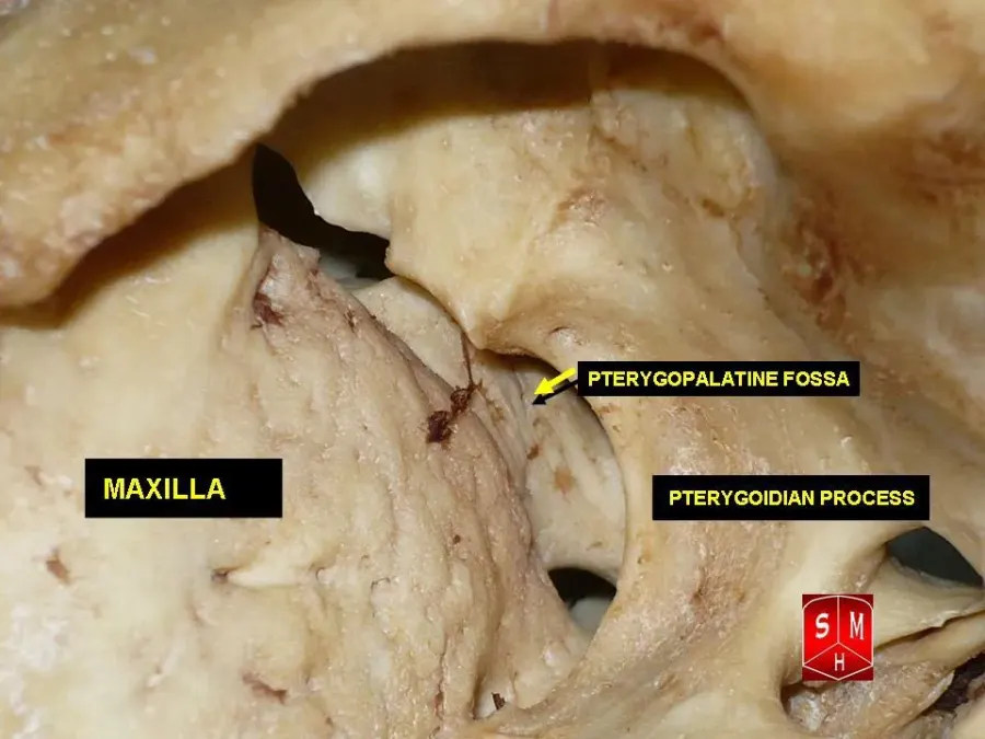 The Pterygopalatine fossa card