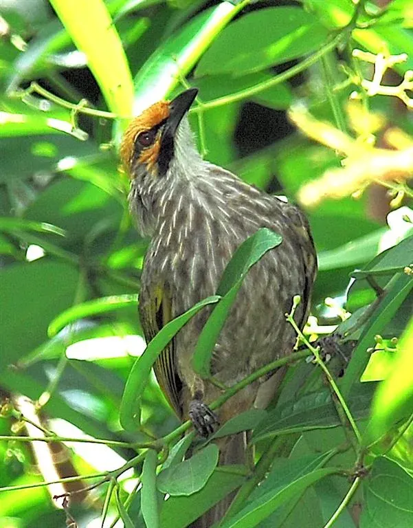 La carte Bulbul à tête jaune
