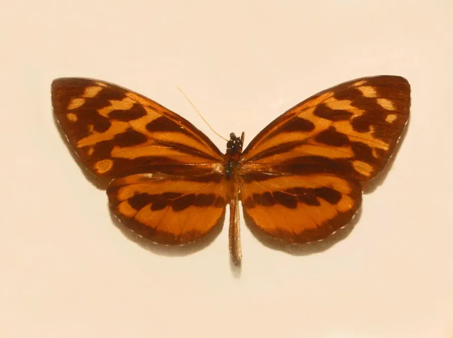 The Tithorea card