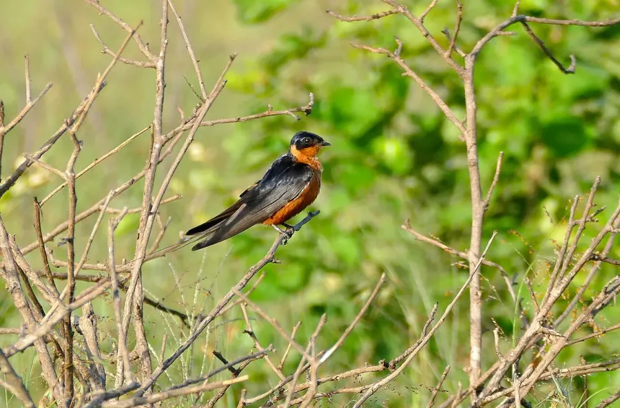 The Red-breasted swallow card