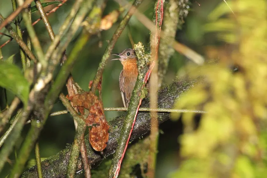 The Tawny-throated leaftosser card