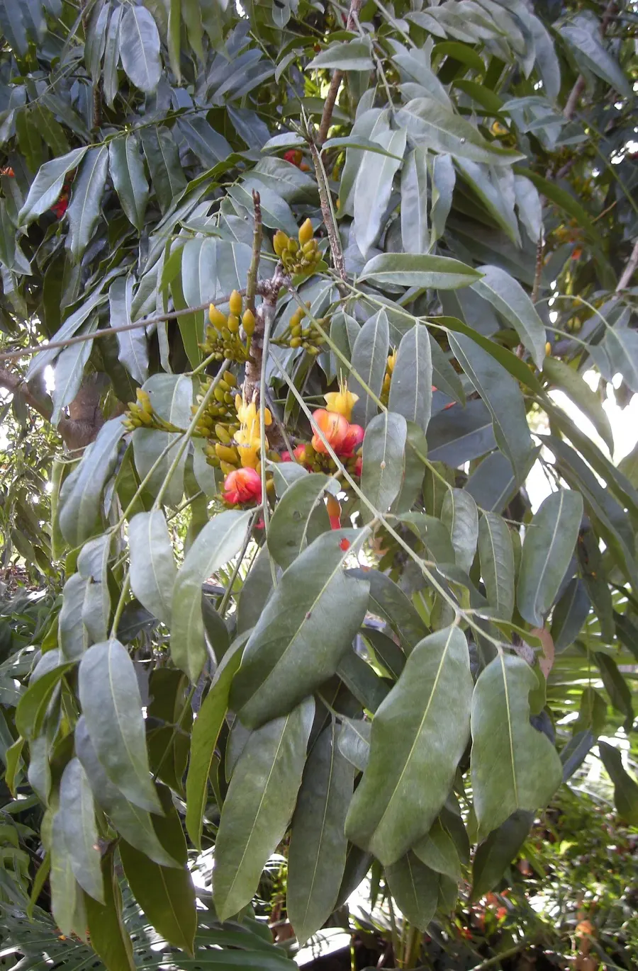 La carte Castanospermum australe