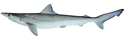 The Australian sharpnose shark card