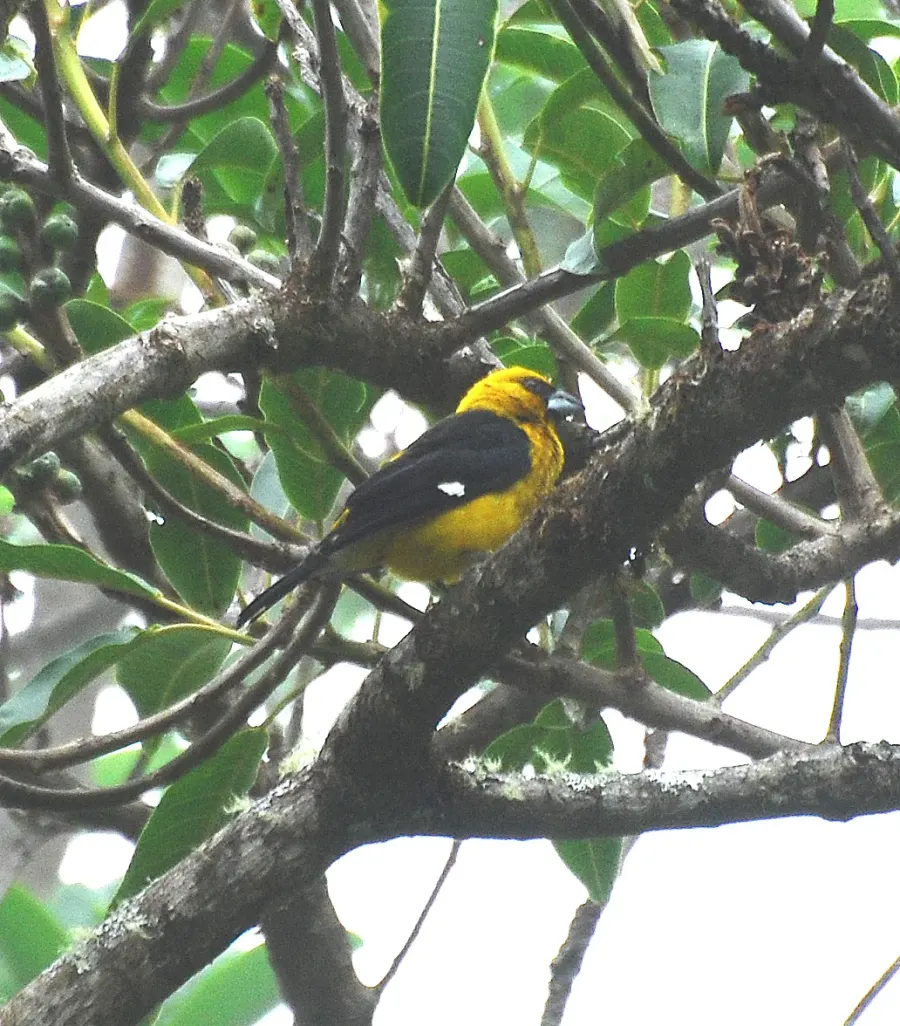 The Black-thighed grosbeak card