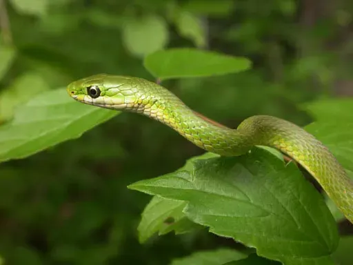 La carte Opheodrys