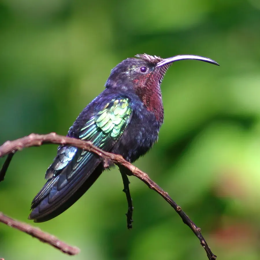 La carte Colibri madère
