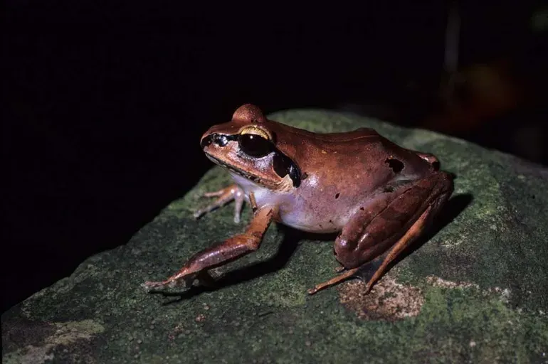 La carte Aglyptodactylus