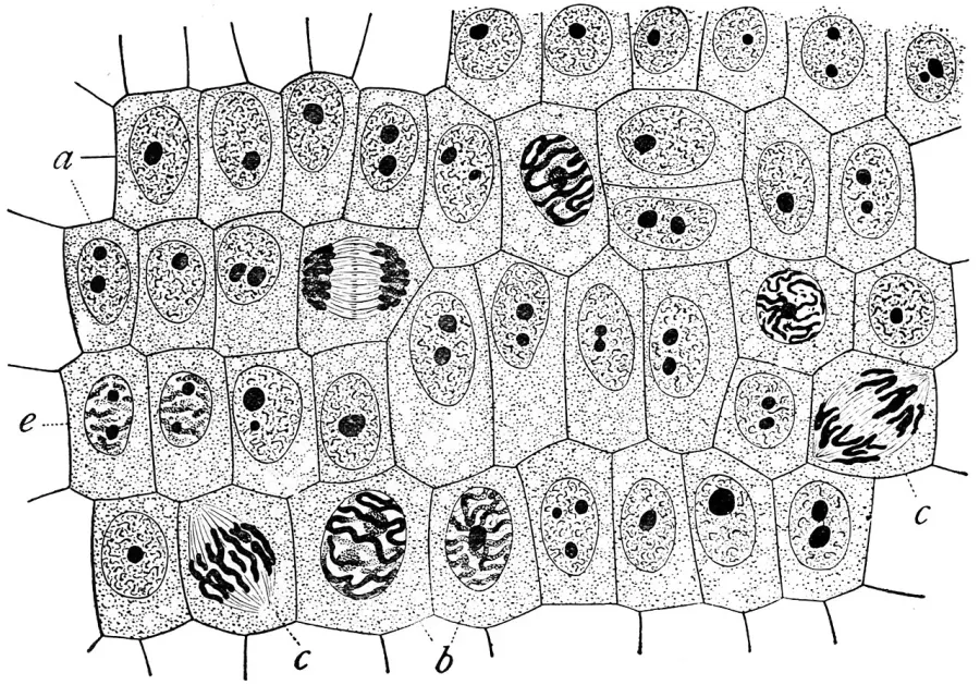 The Cell card