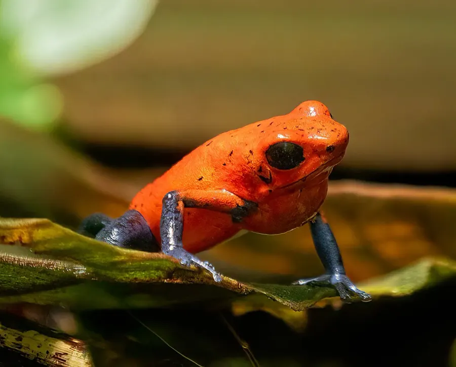 La carte Oophaga pumilio