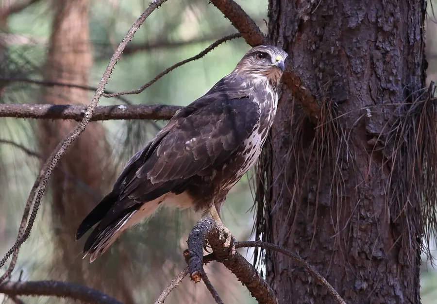 The Forest buzzard card