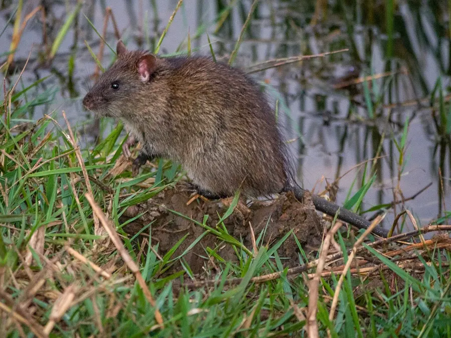 La carte Bandicota bengalensis