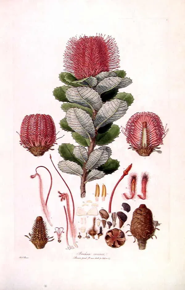 La carte Ferdinand Bauer
